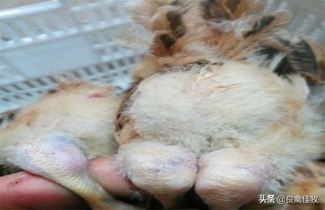 鸡脚软怎么办最有效方法,鸡脚发软怎么治