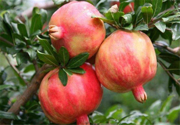 石榴挂果了需要套袋吗,石榴套袋在什么时候进行最好