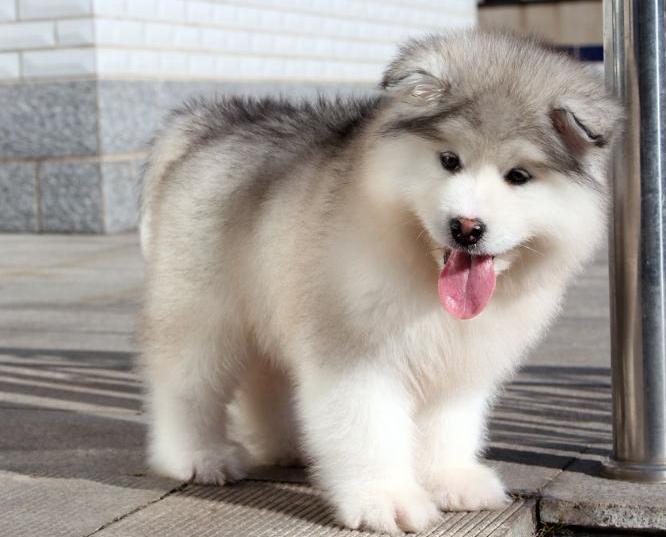 阿拉斯加吃什么狗粮比较好,阿拉斯加吃什么狗粮便宜