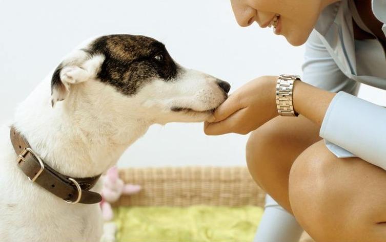 关于狗狗发情，这4点你还是该知道的！