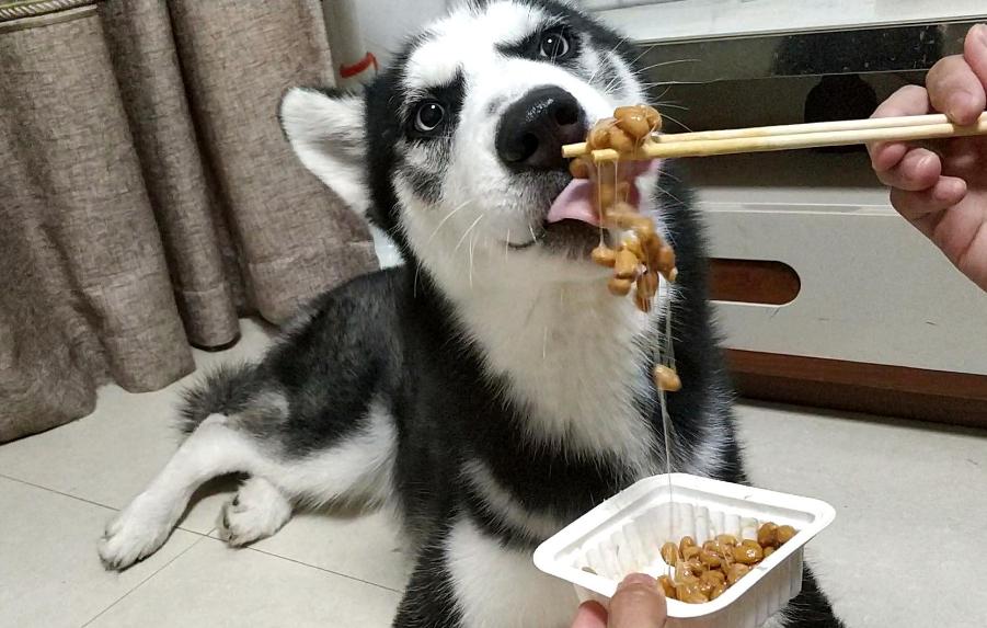 哈士奇毛发粗糙,哈士奇毛发会不会变黑