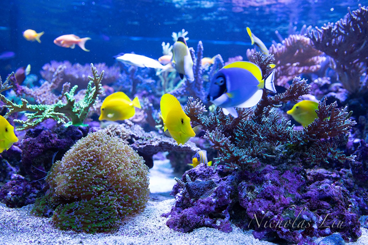 经典海水礁岩生态缸分享，180×120×60厘米三面观赏海缸