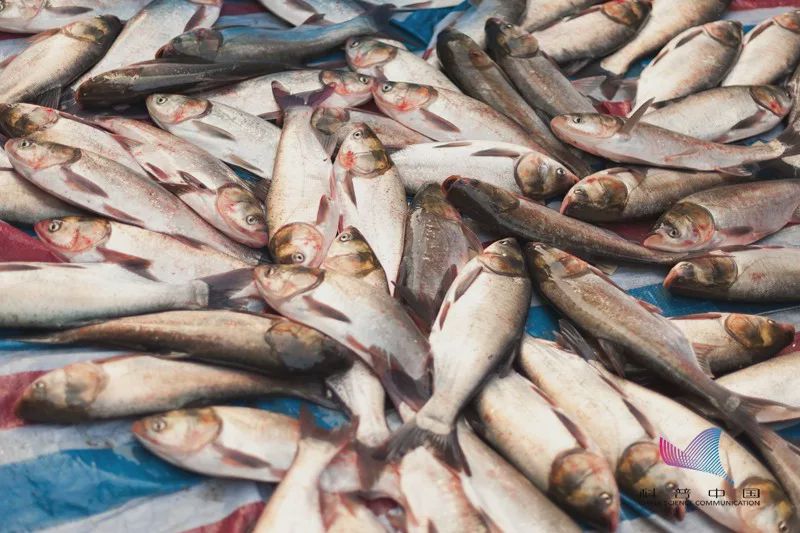 鱼里有柴油味的鱼能吃吗,这几种鱼别吃小心中毒