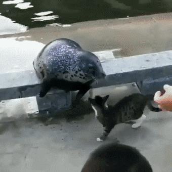 胖橘猫和黑猫,橘猫黑猫白猫哪个最可爱