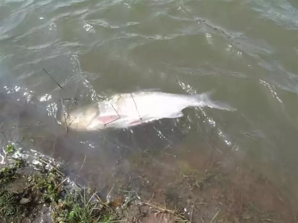 养鱼寄生虫怎么防治,养鱼类需不需要打虫