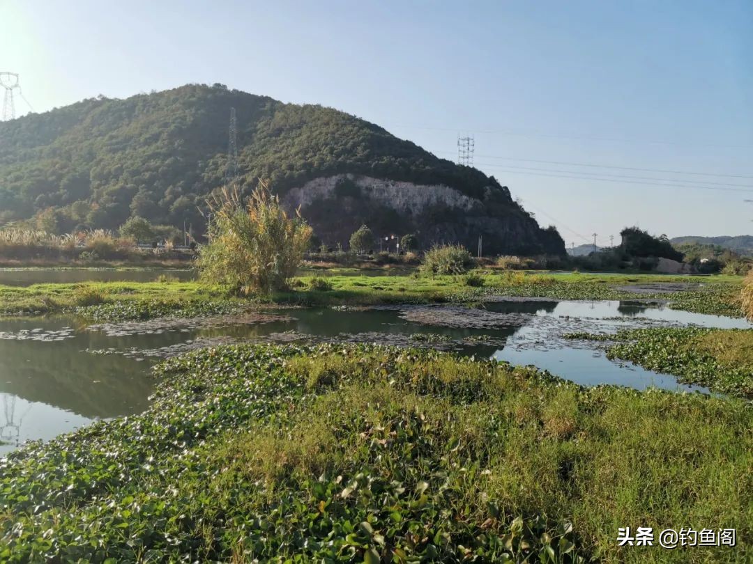 路亚钓黑鱼打不远怎么办,夏季黑鱼只追不咬饵什么原因