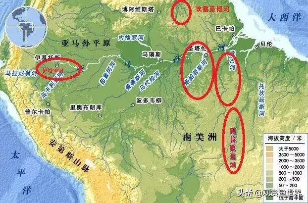 黄腹月亮宝石吃什么,没有黑点的黄腹月亮宝石