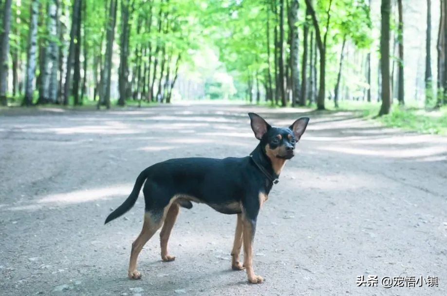 狗狗丢了用什么灵异方法找回来,狗狗丢了怎么找回流浪狗