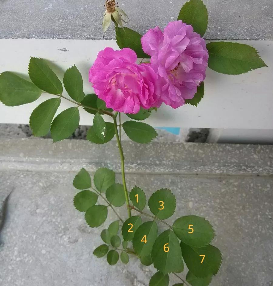 教你如何避开假货买到真品,一张图告诉你怎样分辨假货