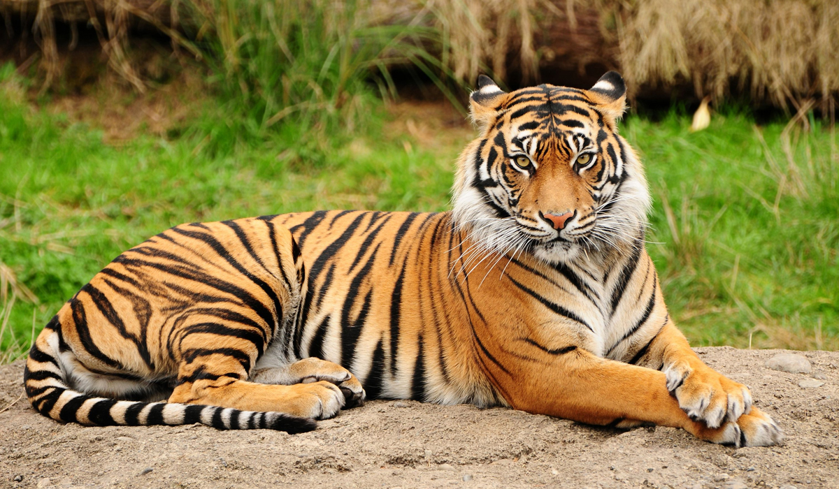 百兽之王老虎科普完整,百兽之王的自述