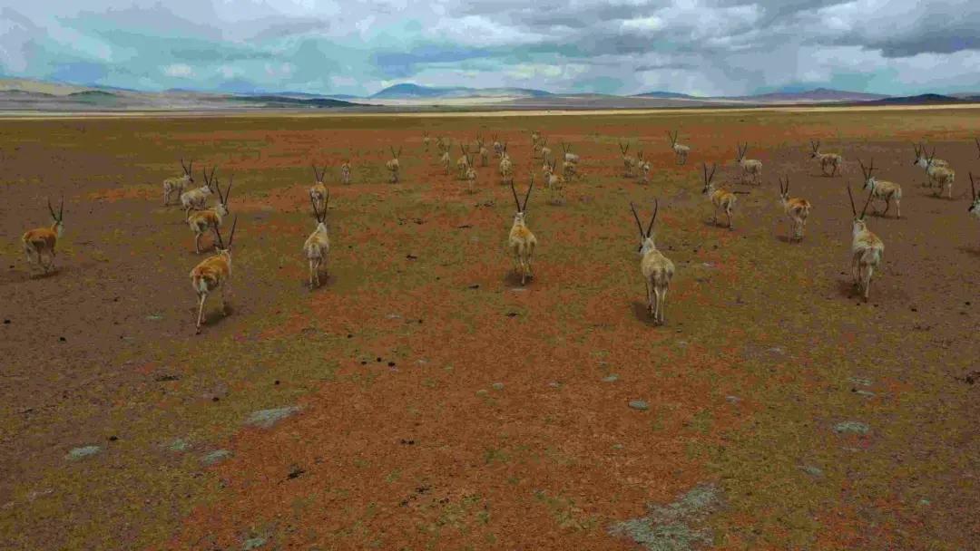 藏羚羊的惨死,藏羚羊死在车里