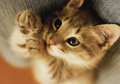 告诉你们养猫到底有什么好处,告诉你养猫的十个好处