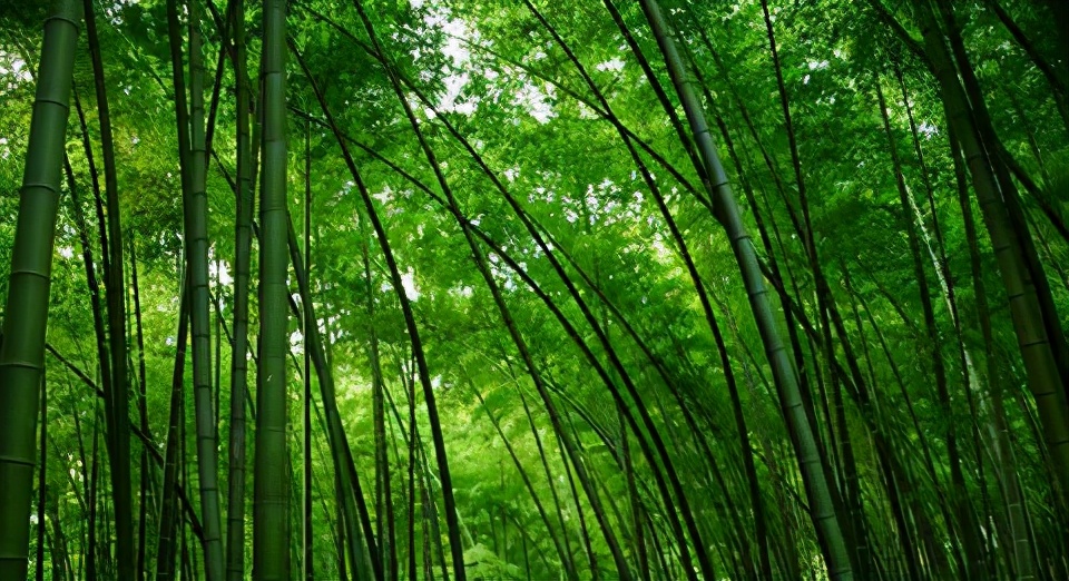 梁平土特产竹笋,重庆忠县正宗竹笋干