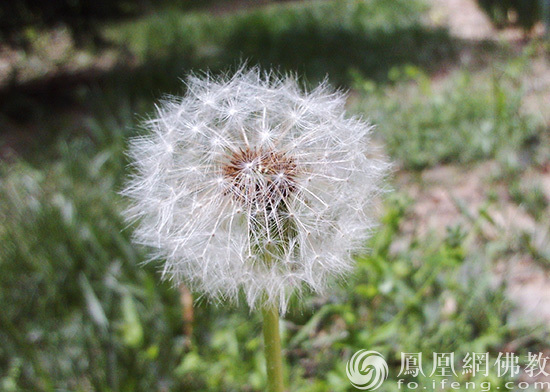 一行禅师与自己和解,一行禅师不生气