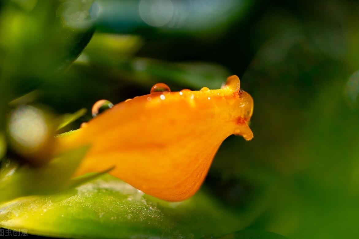 很旺盛的金鱼吊兰怎么不开花呢,水培金鱼吊兰为啥光长叶子不开花