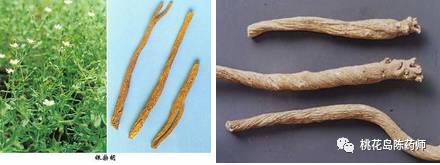 中药饮片独角牛别名,中药饮片大芸的别名