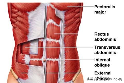 产后腹直肌没有分离怎么瘦肚子,产后还是瘦不下来怎么回事