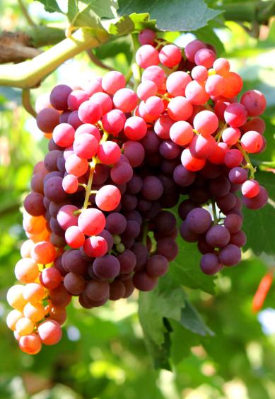 关于葡萄的古诗词有哪些,描写葡萄的古诗词名句