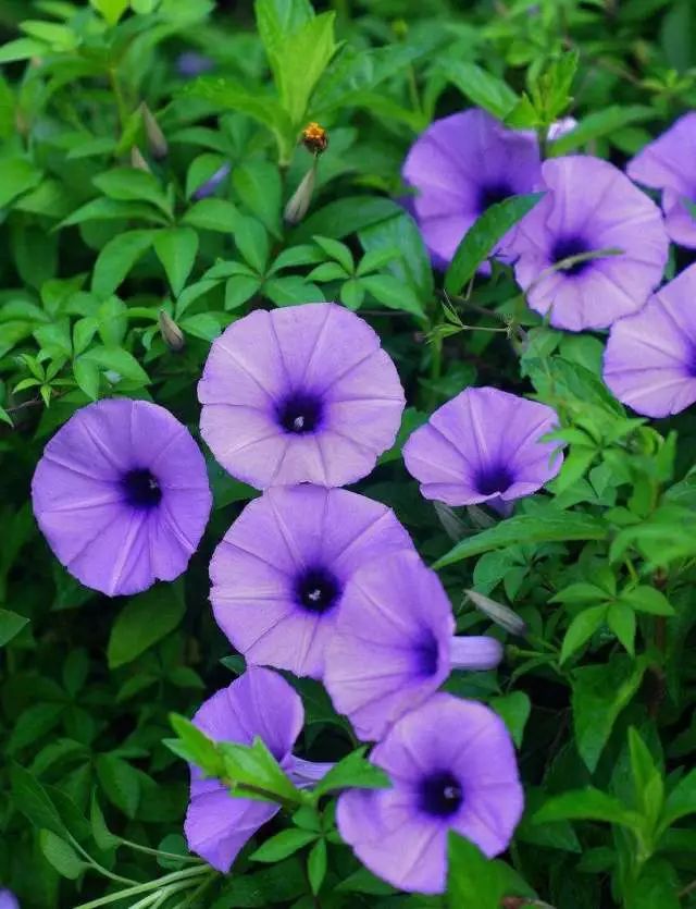 喇叭花的生活习性和怎样开花的,观察一朵花是怎样开花的