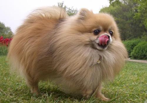 博美犬吃什么牌子狗粮好一点,博美犬吃什么狗粮最好