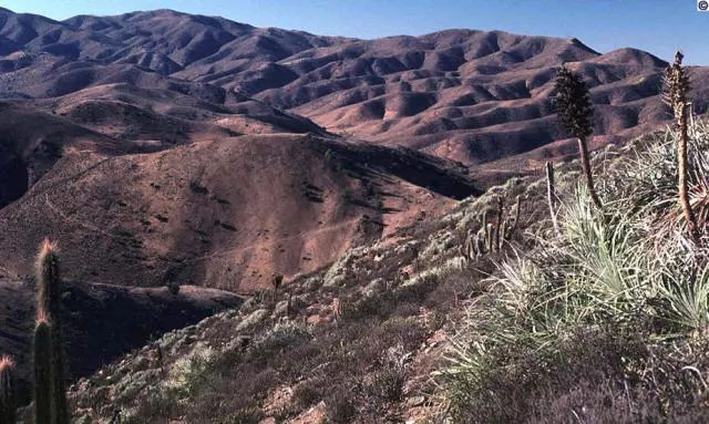 野外的龙猫长什么样子,野外的龙猫生活在哪里