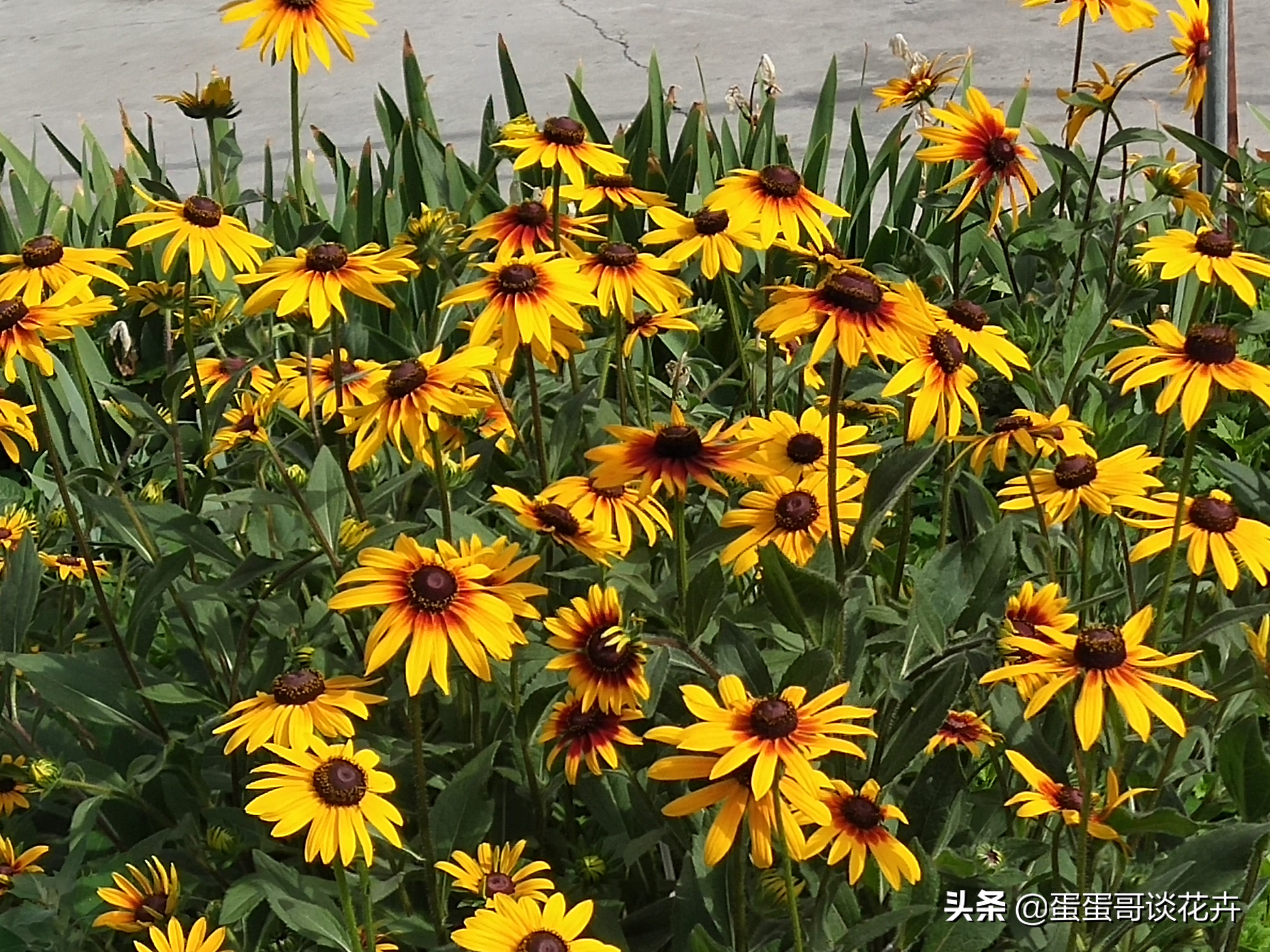 阳台小花园适合养什么绿植,夏季庭院花卉蓝目菊