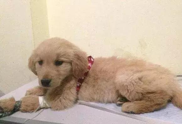 狗狗发现有蛔虫怎么用药,狗肚子有虫需要吃几次驱虫药