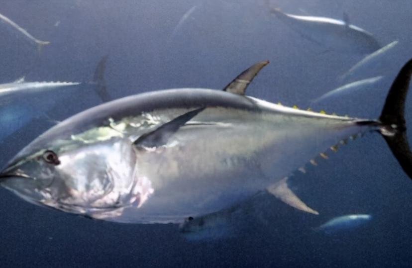 日本顶级大厨切鱼,日本大厨杀700斤金枪鱼