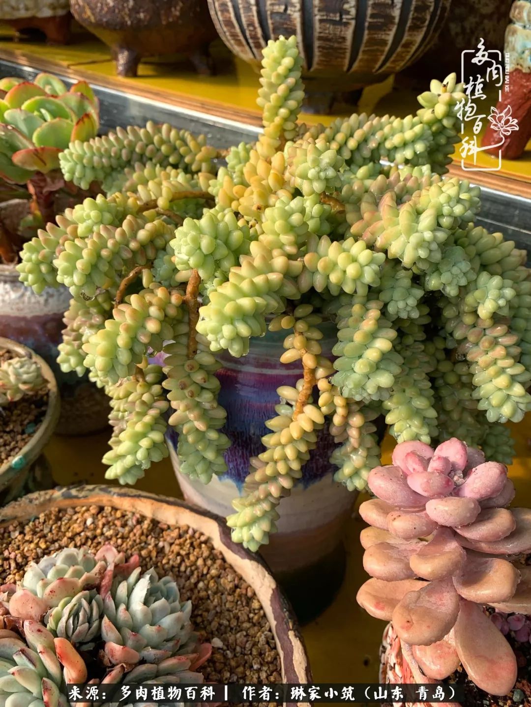 多肉冬季搬进屋里前需要浇水么,多肉过冬