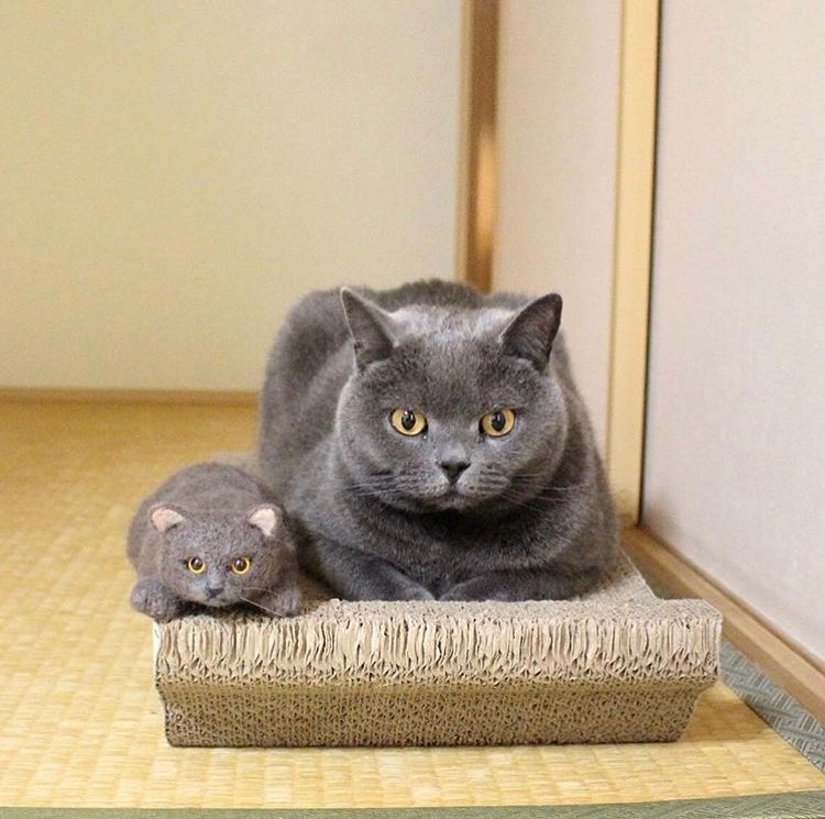 母猫生产前的预兆视频,母猫要生前的预兆