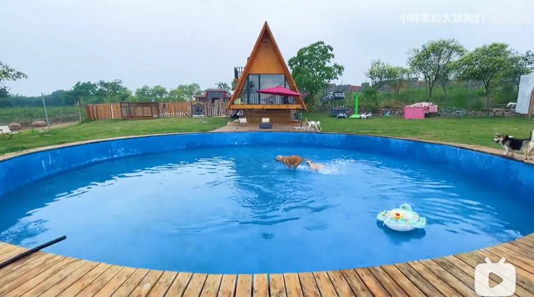 花三年建宠物乐园,花20万给狗打造乐园