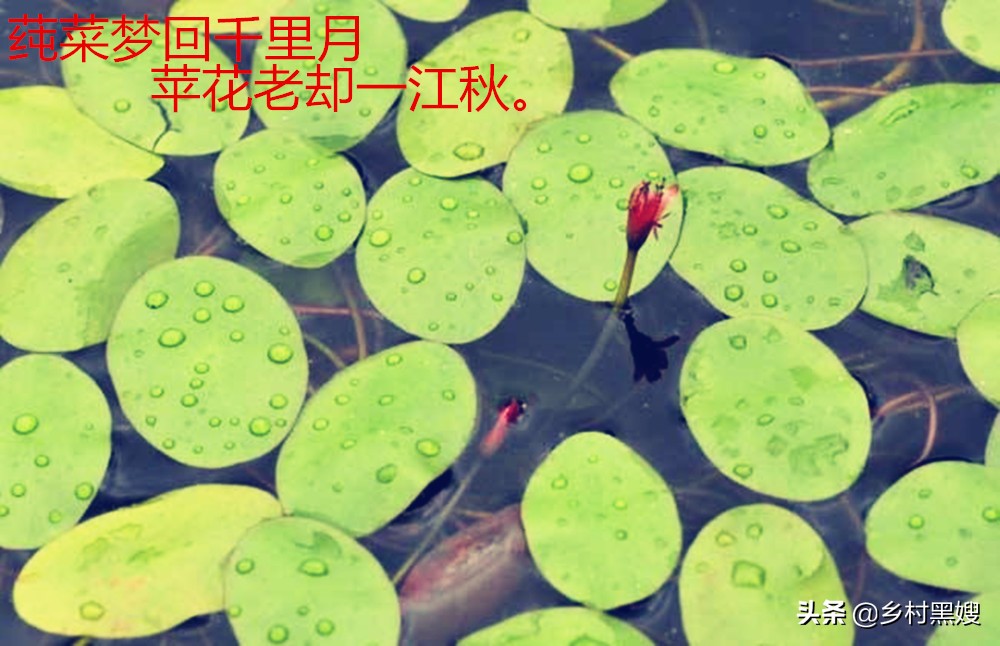 最好的莼菜,莼菜到底是什么菜