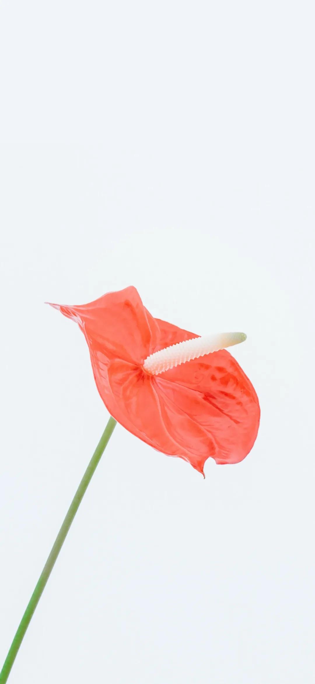 文艺素雅治愈植物手机壁纸,唯美治愈系手机壁纸植物