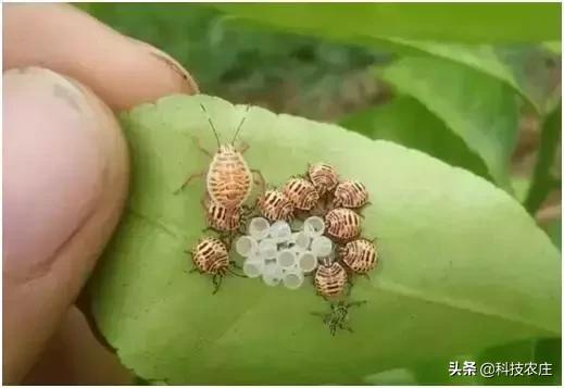 8月份果树植保管理技术要点,8月不努力9月徒伤悲