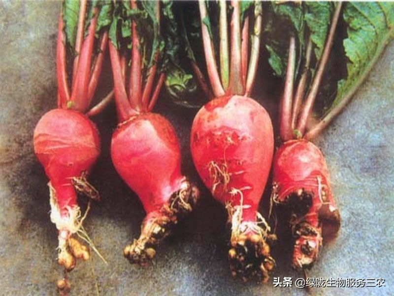 线虫侵袭作物，影响产品品质和产量，关于根结线虫，你了解多少？