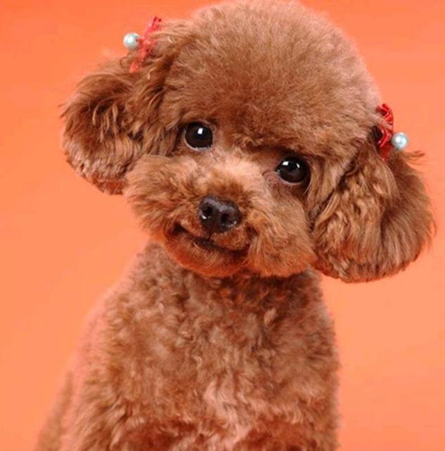 泰迪有这6种行为说明已经爱上你,泰迪犬舔主人真实的几个原因