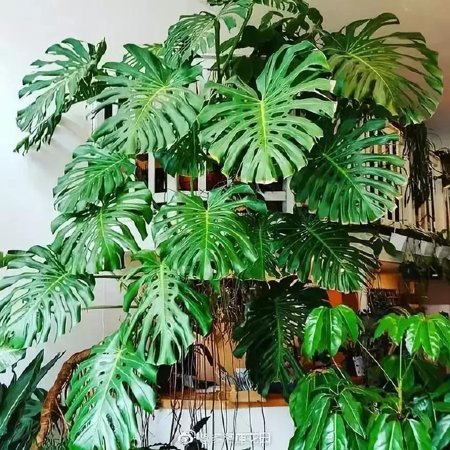 什么花吸甲醛油烟,能吸甲醛油烟的20种植物家家必养