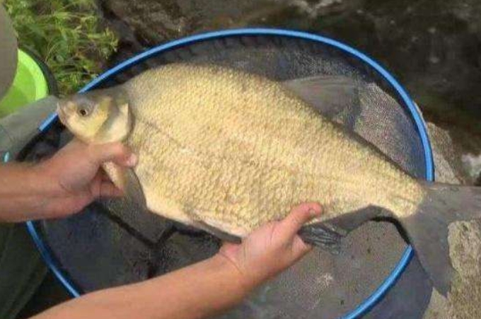 钓鱼人钓鳊鱼,鳊鱼怎么钓最好