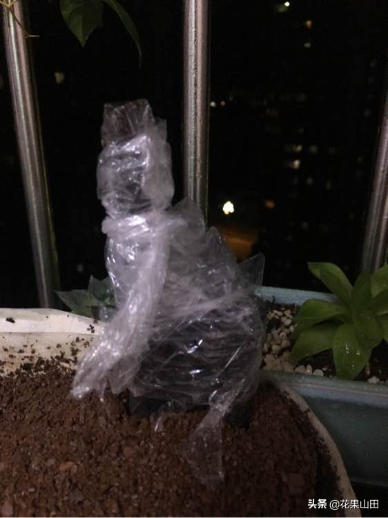 金弹子缠膜出芽了怎么处理,金弹子生桩缠膜发芽怎么处理