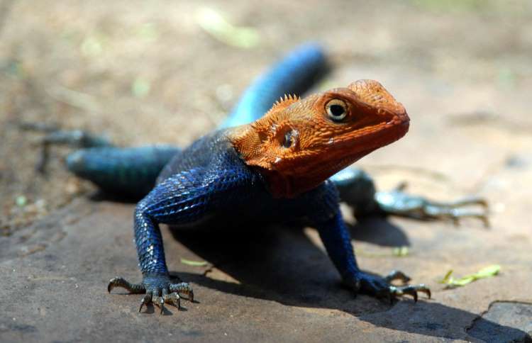 世界上十二种颜色华丽的动物,令人惊艳的17种动物绝对罕见