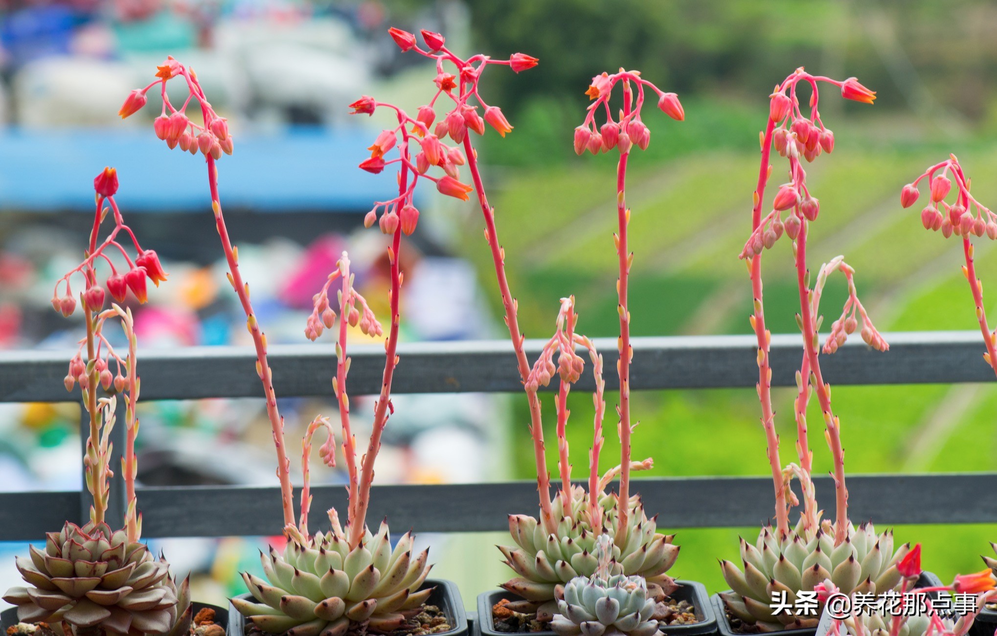 曾经养过的多肉,多肉中便宜又好养的有哪些