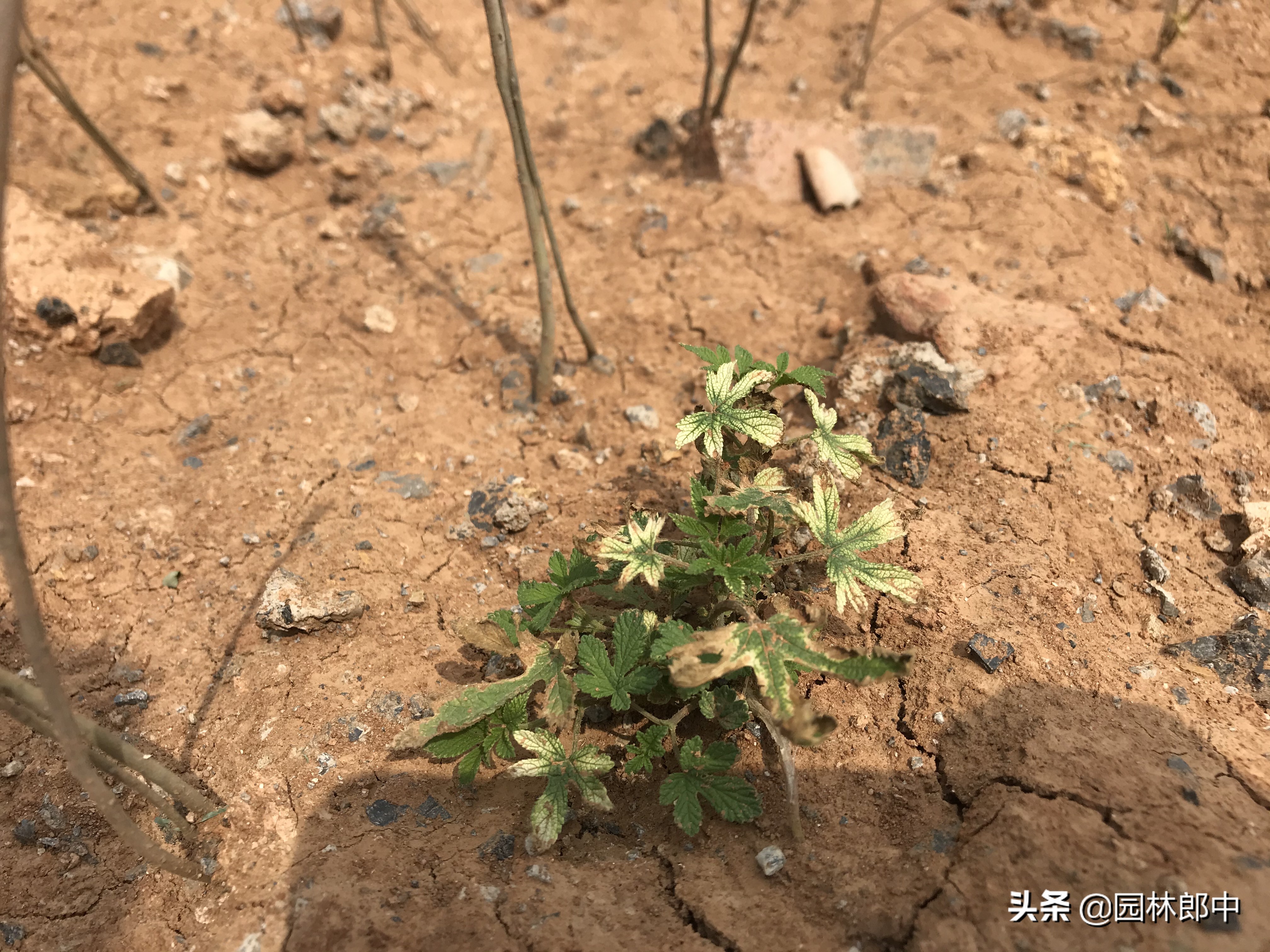 苗木药害怎么解决,苗后除草剂产生药害了怎么办