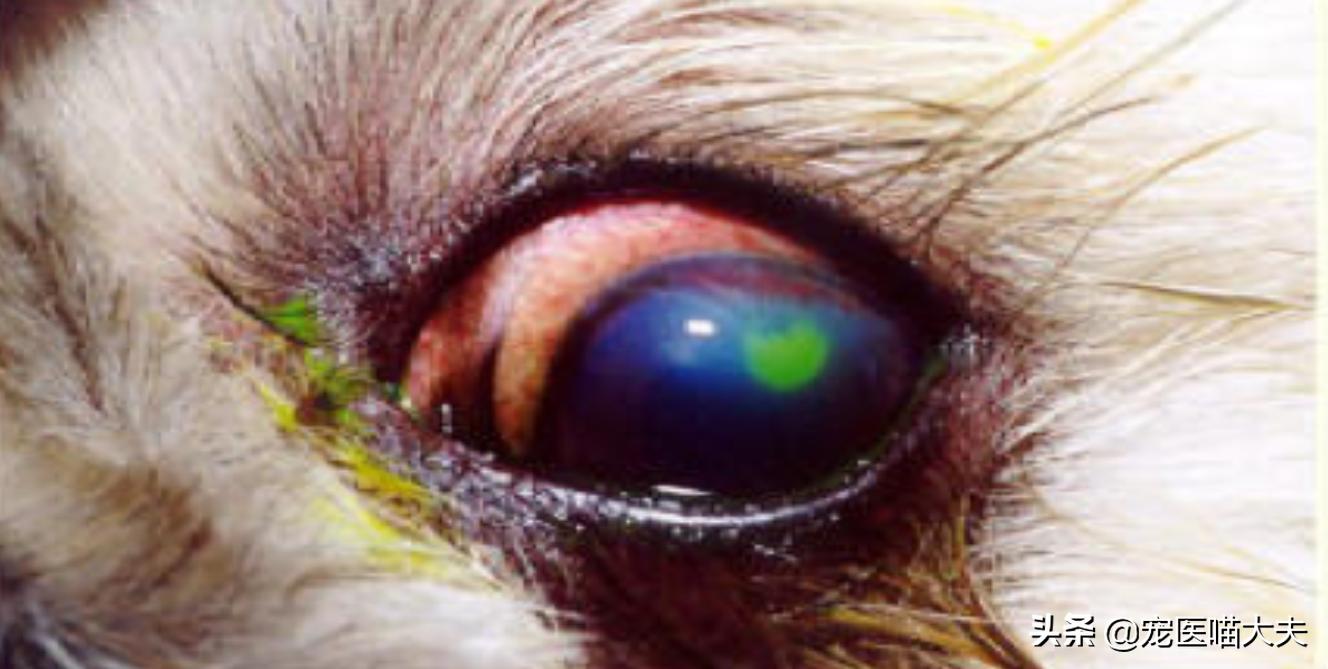 狗狗角膜严重溃疡用什么眼药水,惰性角膜溃疡狗狗