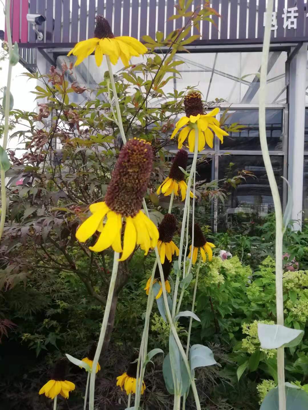 黑色的高帽——大头金光菊