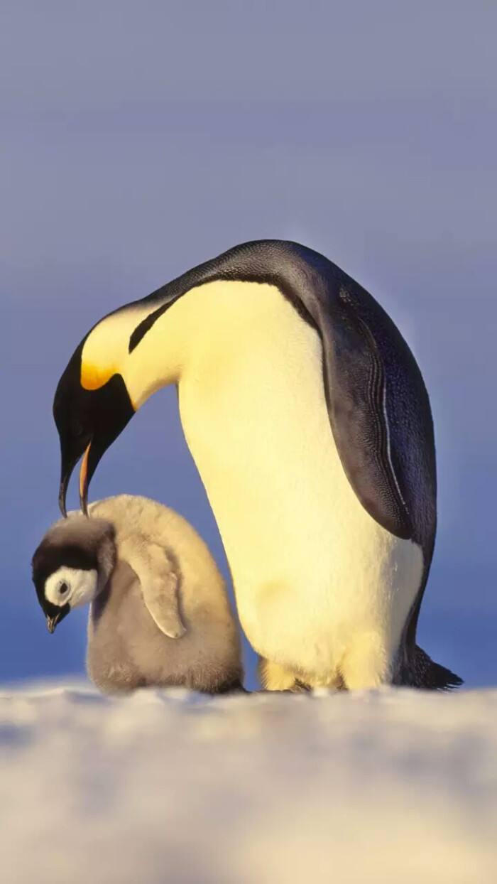 游泳蛙游泳技巧,动物是怎么游泳的