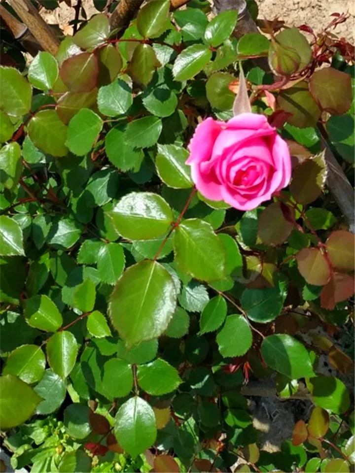 在叶子上的蓝色营养液,在植物的叶子上喷水有用吗