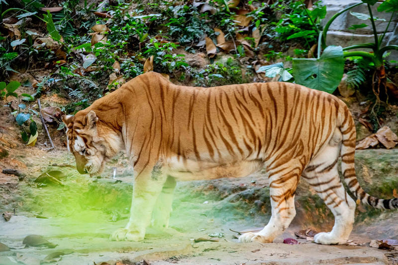 广州长隆野生动物世界旅游攻略,长隆野生动物世界攻略2-3天广州游