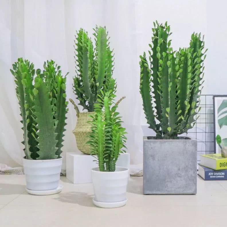 22种花耐旱耐热,天冷种花要注意什么