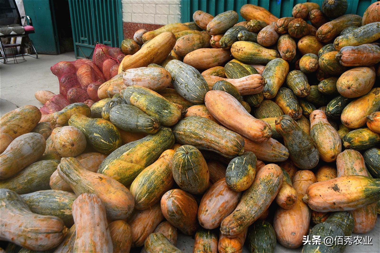 农村大姐放弃打工,农村大姐搞养殖