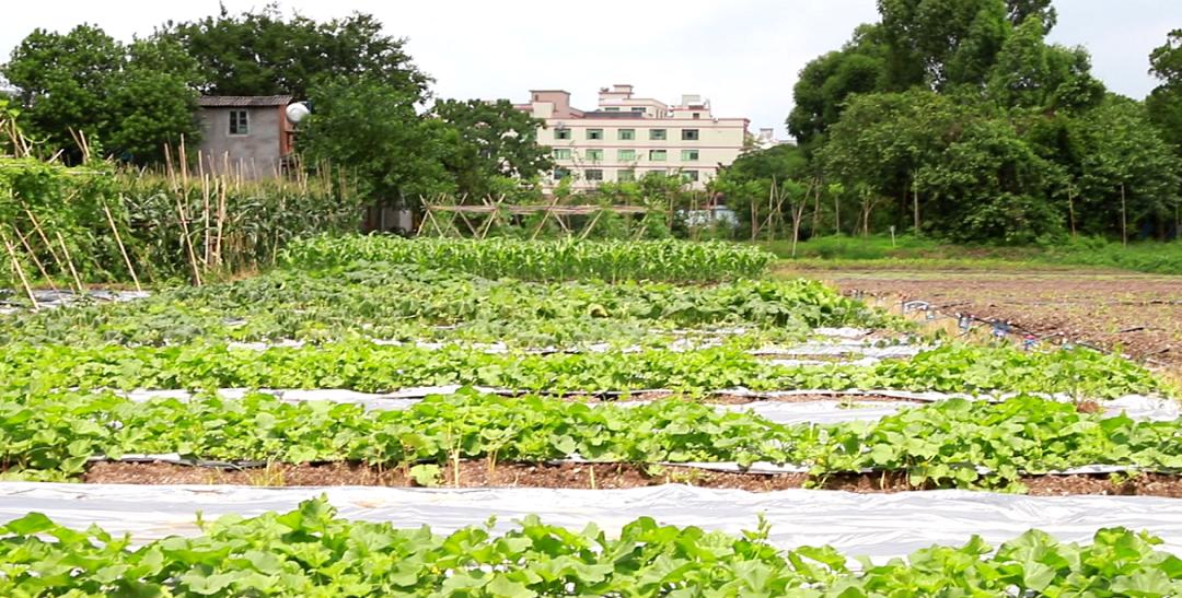 生鲜微电商采访,生鲜行业采访
